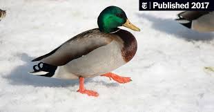 Duckduckgoog lets you use duckduckgo for bang queries and google for everything else, so you get the best of both worlds. What Swims Like A Duck And Quacks Like A Duck Could Be A Hybrid Of Two Duck Species The New York Times