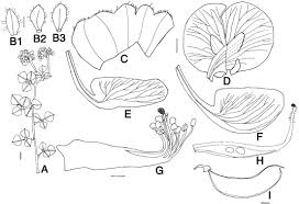Image result for Dolichos trilobus