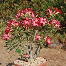 Image result for Adenium