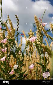 Image result for Convolvulus goyderi