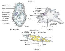 Classification Of Living Organisms Learn Biology Class