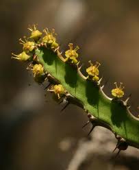 Image result for Euphorbia griseola