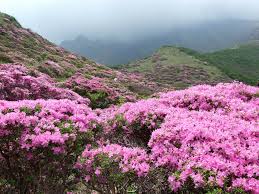 Check spelling or type a new query. Rhododendron Bloom Early In The Himalayas The Third Pole