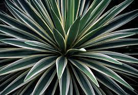 You'll find both evergreen or deciduous (which drop their leaves in winter) varieties, so pay attention to the plant label. A Guide To Low Maintenance Shrubs