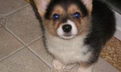 Find great deals on ebay for corgi puppies. Pembroke Welsh Corgi Puppies Price 200 For Sale In Albert Lea Minnesota Best Pets Online