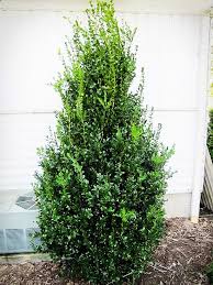 Click on a picture below to get all the details, sizes, and prices 54 sort by: Highlander Boxwood For Sale Online The Tree Center