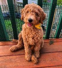 Goldendoodle and mini goldendoodle pricing. How Much Does A Goldendoodle Cost 2021 Guide We Love Doodles