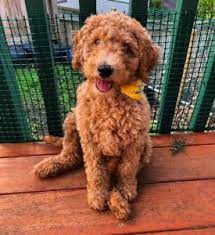 However, free goldendoodle dogs and puppies are a rarity as rescues usually charge a small adoption more wavy and true f1 doodle. How Much Does A Goldendoodle Cost 2021 Guide We Love Doodles