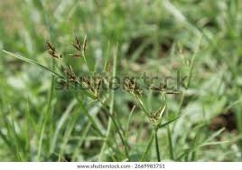 Image result for Acroceras macrum