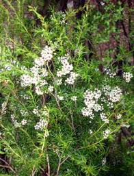 Image result for Kunzea