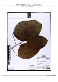 Image result for Achariaceae