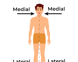Image of Medial anatomy