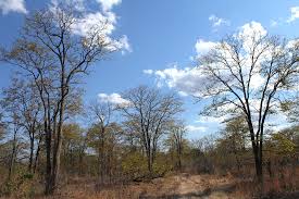 Image result for Tristachya lualabaensis