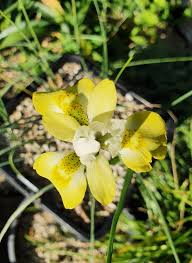 Image result for Moraea spathulata