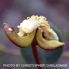 Image result for Capparis citrifolia