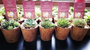 Have you seen my yellow jumper? Plant Souvenirs Cactus Succulents Food Drinks Fresh Produce On Carousell