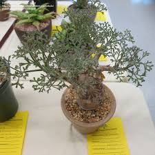 Image result for Cyphostemma barbosae