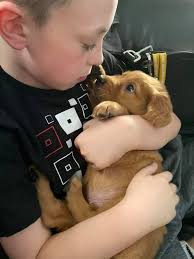 Golden Retriever puppy needs new home in neighborhood