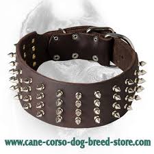 Black leather sneakers are the best. 3 Inch Leather Cane Corso Collar With 4 Rows Of Spikes Cane Corso Dog Harness Cane Corso Dog Muzzle Cane Corso Dog Collar Dog Leash 2021 Buy Now