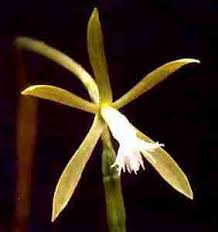 Image result for Nervilia adolphi