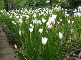 Download lagu lili putih mp3 gratis dalam format mp3 dan mp4. Jual Jual Tanaman Hias Lily Hujan Kucai Bunga Putih Bunga Lili Hujan Tulip Di Lapak Agen Biji Rumput Bukalapak
