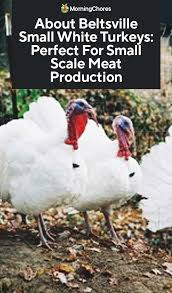 About Beltsville Small White Turkeys Perfect For Small