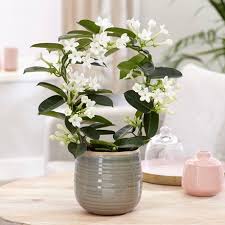 Maybe you would like to learn more about one of these? 6 Best Plants In Bedroom For Better Sleep