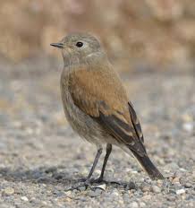 Bird With Red Head And Brown Body Austral Negrito Lessonia Rufa Females Are Dull Grayish Brown On The Head And Body While Males Are Black Birds Most Beautiful Birds Beautiful Birds