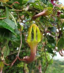 Image result for Ceropegia racemosa