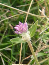 Image result for Gomphrena celosioides