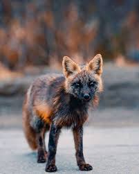 Black And Orange Fox Breed Guy Earns The Trust Of A Black And Orange Fox Shares 20 Stunning Pics In 2020 Animals Beautiful Cute Animals Animals