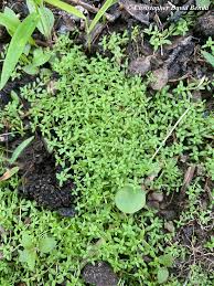 Image result for Callitriche