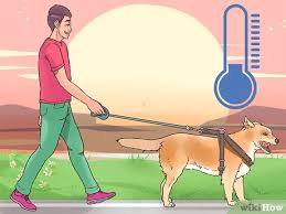 They do make booties for your dog but i don't recommend those because dogs breathe through their feet and cool themselves through in between the pads of their paws as well as their tongue. 3 Ways To Protect Dog Paws Wikihow