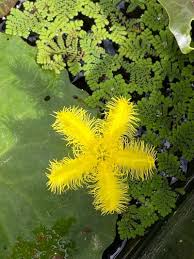 Image result for Nymphoides thunbergiana