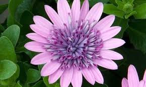Osteospermum is an annual and, like most annuals, it enjoys extra fertilizer. Osteospermum 4d Pink African Daisy 4d Pink Cape Daisy 4d Pink 4d Series Evergreen Perennial Evergreen Shrub Pi Annual Flowers Perfect Plants Plants