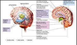 ap psych unit 2 exam review biological basis for behavior diagram quizlet gre flashcards manhattan
