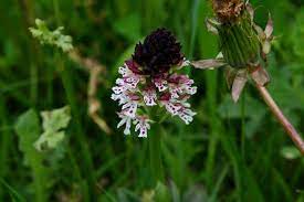 Sono molto simili ai fiori di orchidea e sono anche sinonimi di catalpa per la loro forma. Orchidee Spontanee D Italia Seconda Parte Orchigossip