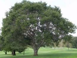 San diego tree care is a full service tree care company committed to its customers and their tree care needs. Tree Care Services In San Diego 888 969 8733