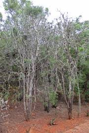 Image result for Suregada procera