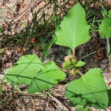 Image result for Xanthium