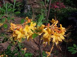 Check spelling or type a new query. Florida Azalea Identification Walter Reeves The Georgia Gardener