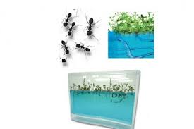 Pack essentiel composé de 1 fourmiliere just bleu1 colonie de pheidole pallidula (1 reine/gyne + 3 à 10 ouvrieres + couvain (oeufs, larves et cocons)et kit accessoires et guide d'élevagenos nids sont. Fourmiliere Plantarium Fourmi Forest Ant Geante Interieure Jouet Original Innovmania