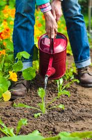 Arrosage Du Jardin Les Idees Recues Avec Images Idees De Jardinage Arrosage