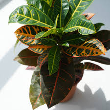 Image result for Pellaea doniana