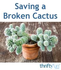 Saving A Broken Cactus Cactus Plants Cactus And Succulents