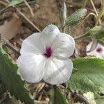 Image result for Cycnium