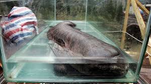 The critically endangered chinese giant salamander is not just one, but three distinct species one of the newly recognized species, the south china giant salamander (andrias sligoi), could be largest. China S Giant Salamanders Pose A Conservation Conundrum The New York Times