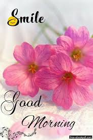 They are known for the attracting looks and pleasant smell which can melt our heart and fill our heart with happiness and joy. Emotional Quotes Good Morning Flowers Good Morning Beautiful Pictures Good Morning Quotes