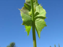 Image result for Sonchus schweinfurthii