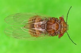 Image result for Ypsilopus liae